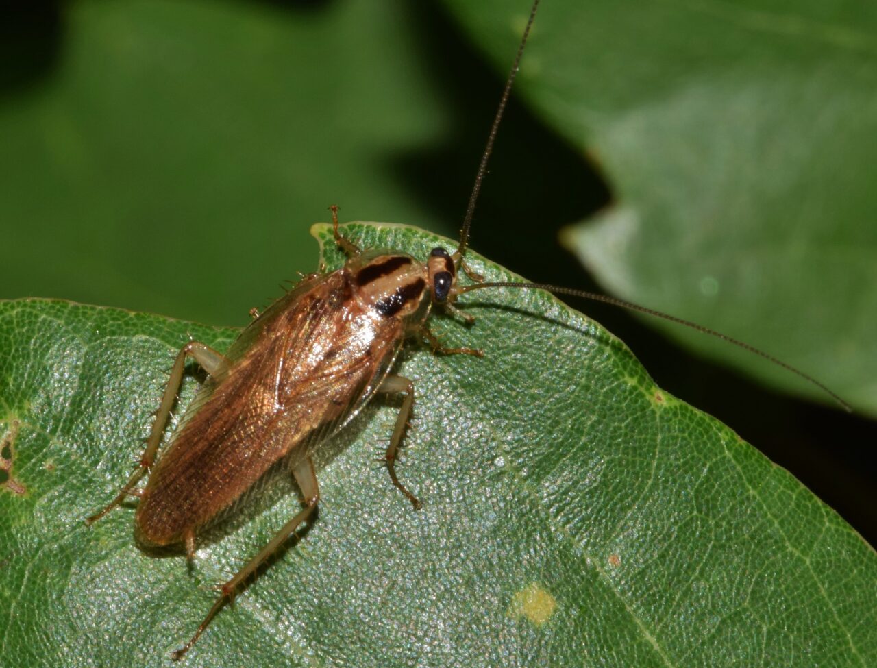 Kakkerlak op een blad