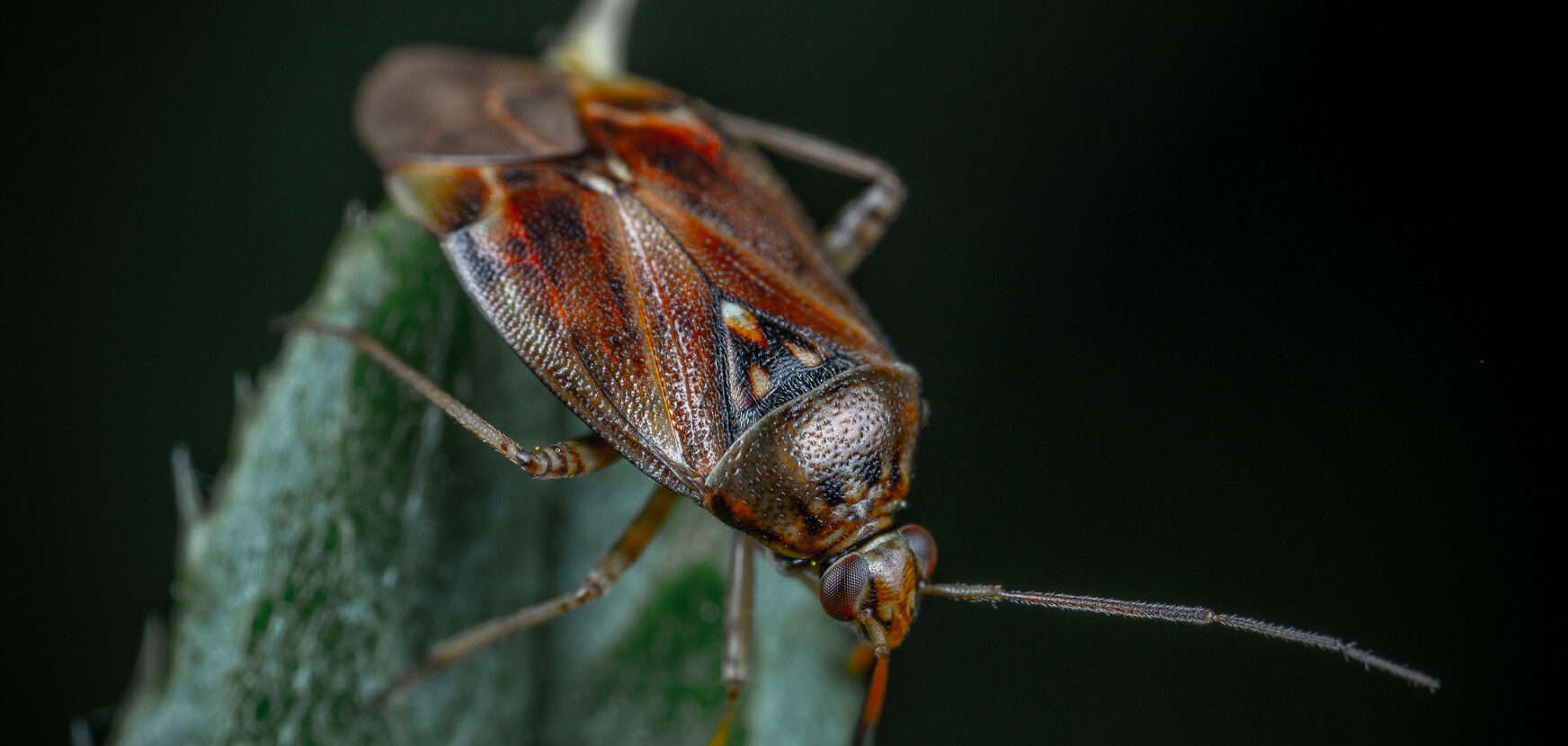 Kakkerlak op blad