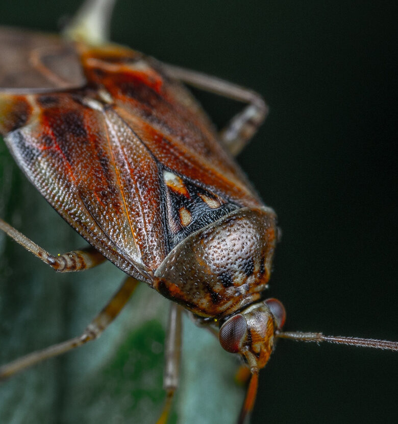 Kakkerlak op blad