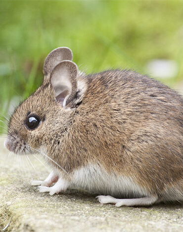 Muis op stenen buiten