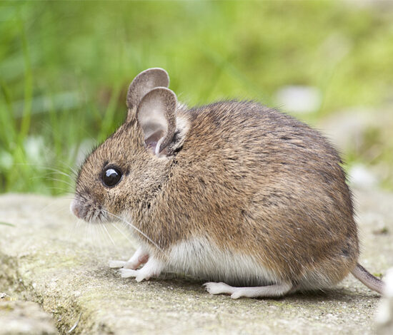 Muis op stenen buiten